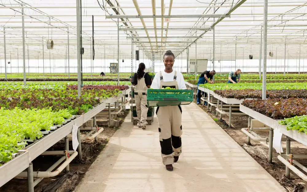 Large-scale commercial farm operation in Ghana