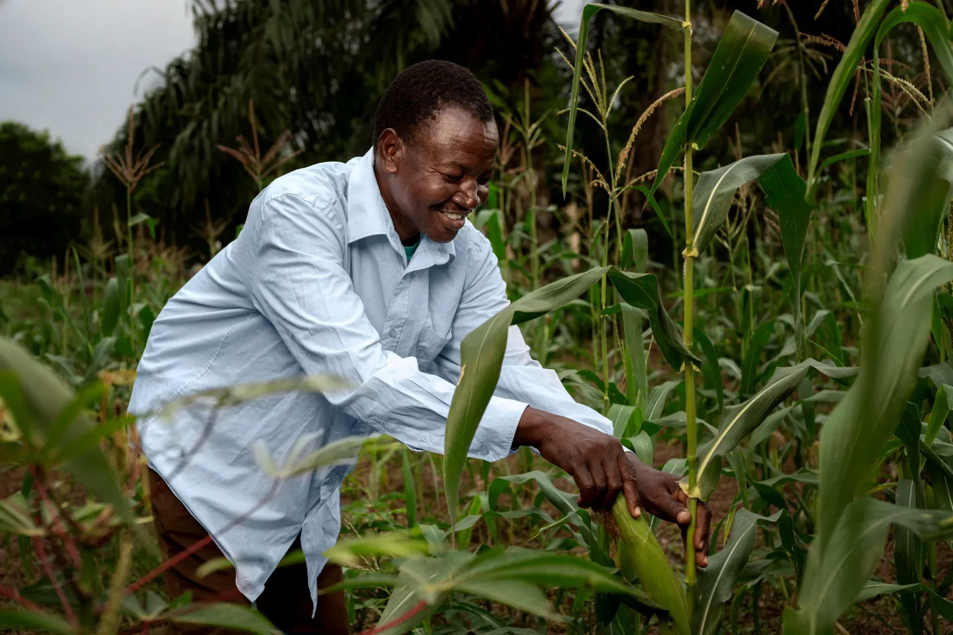 Ghanaian farmer tending crops in a lush green field