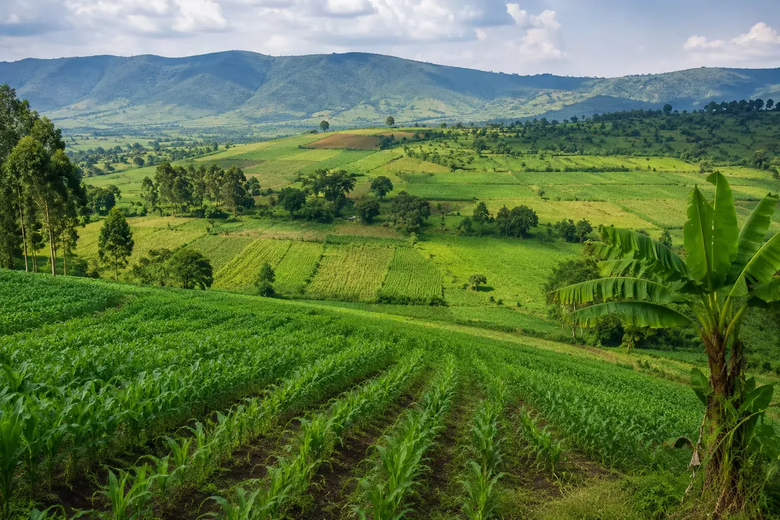 Lush green farm fields in Ghana